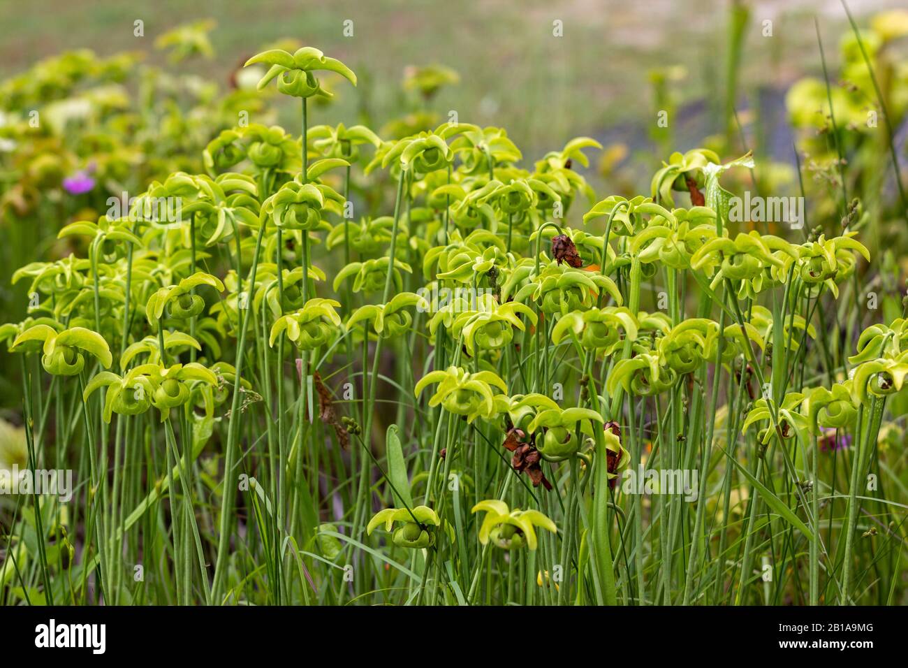 American pitcher plants hi-res stock photography and images - Alamy