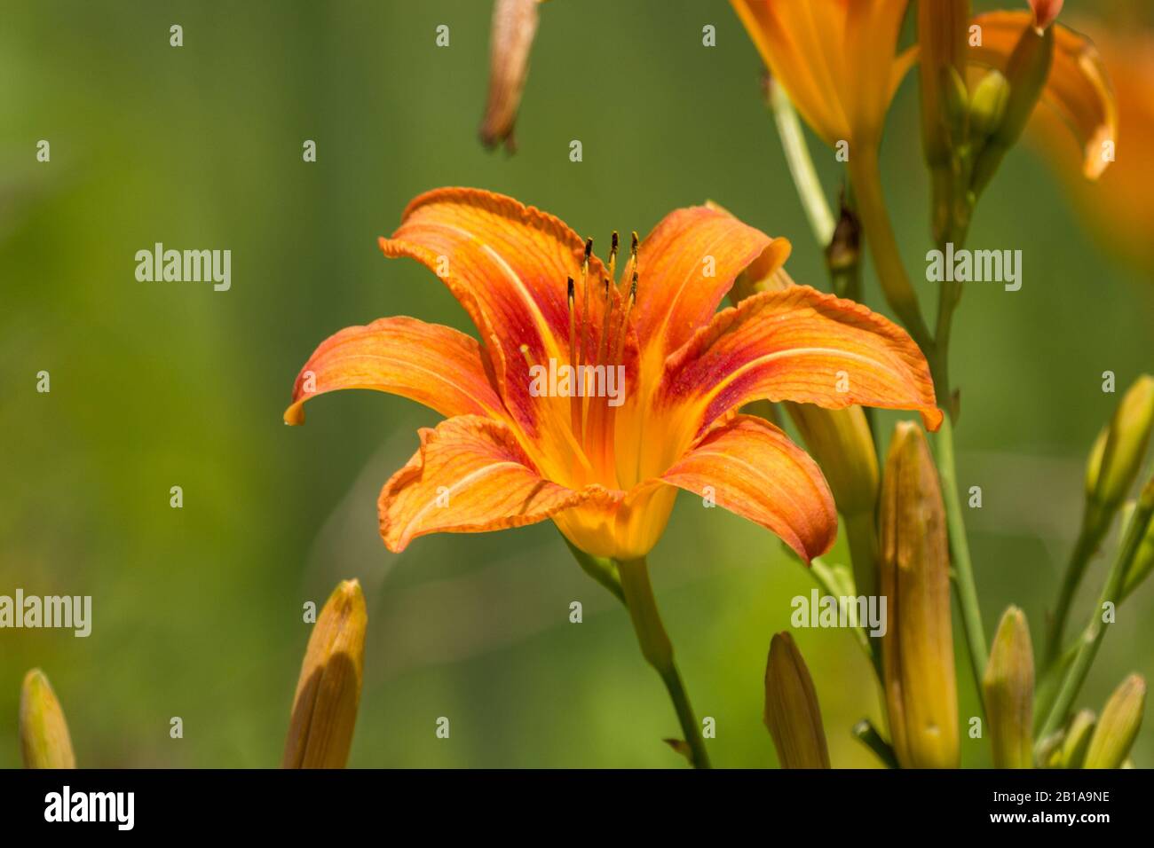 Orange Flower in Virginia Stock Photo