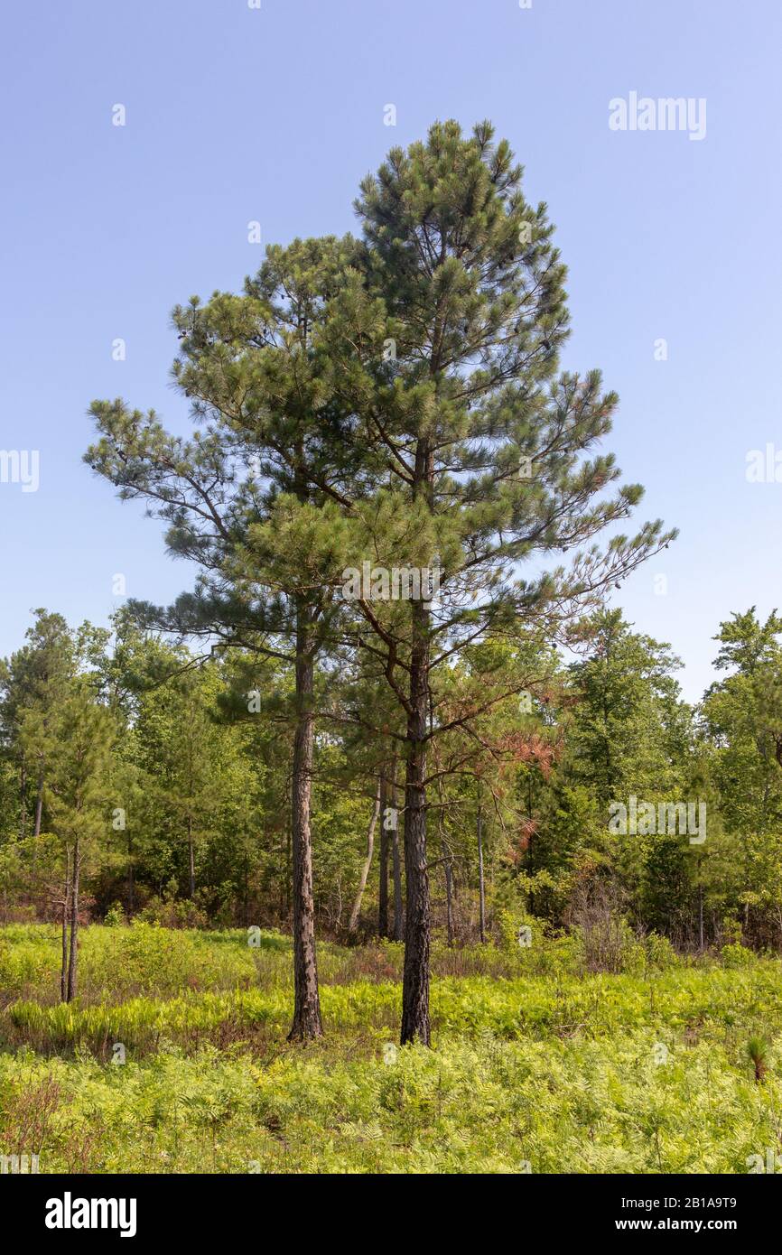 Long Leaf Pine (Pinus palustris) in Virginia Stock Photo