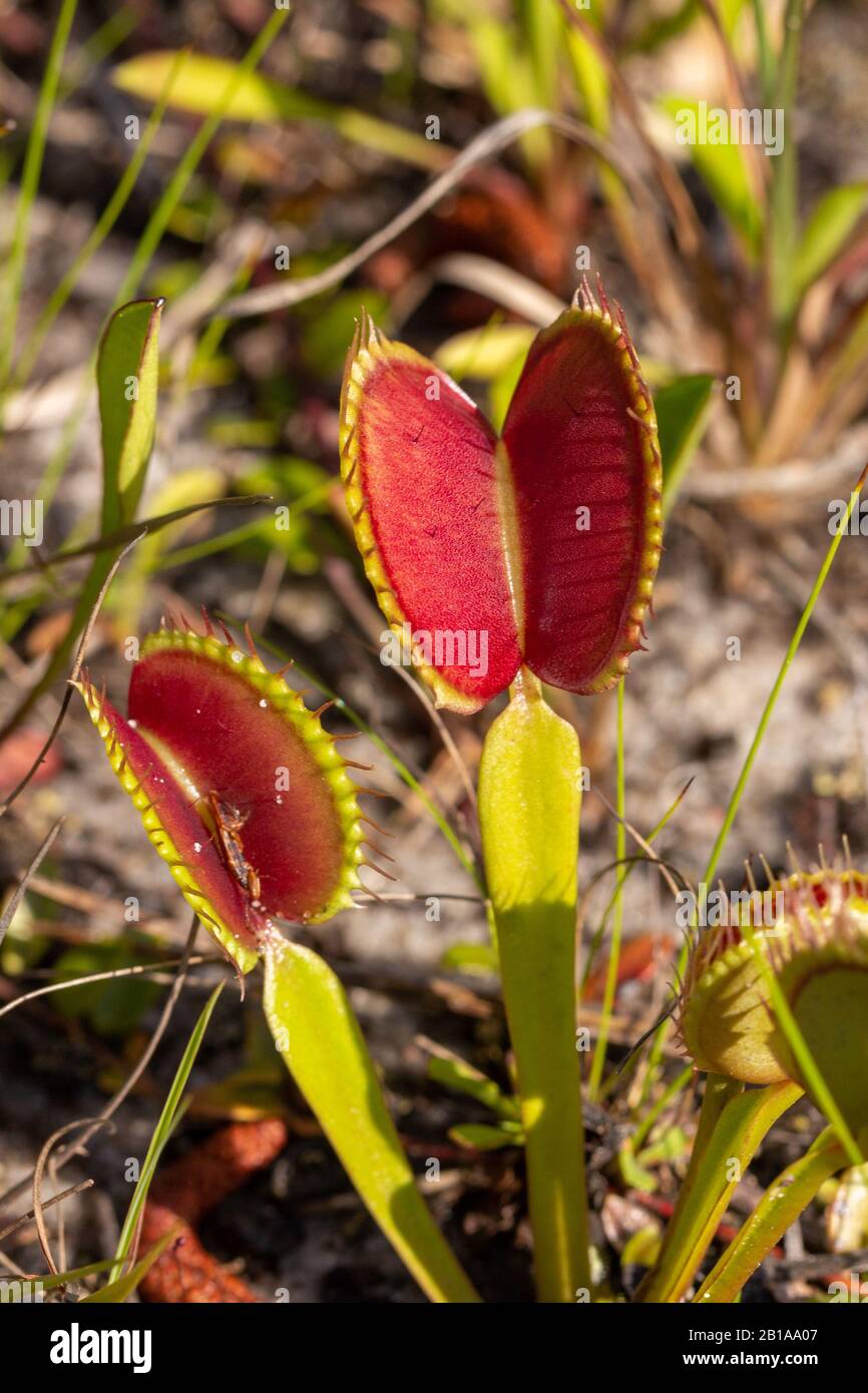 Venus Fly Trap (Dionaea muscipula) in North Carolina Stock Photo