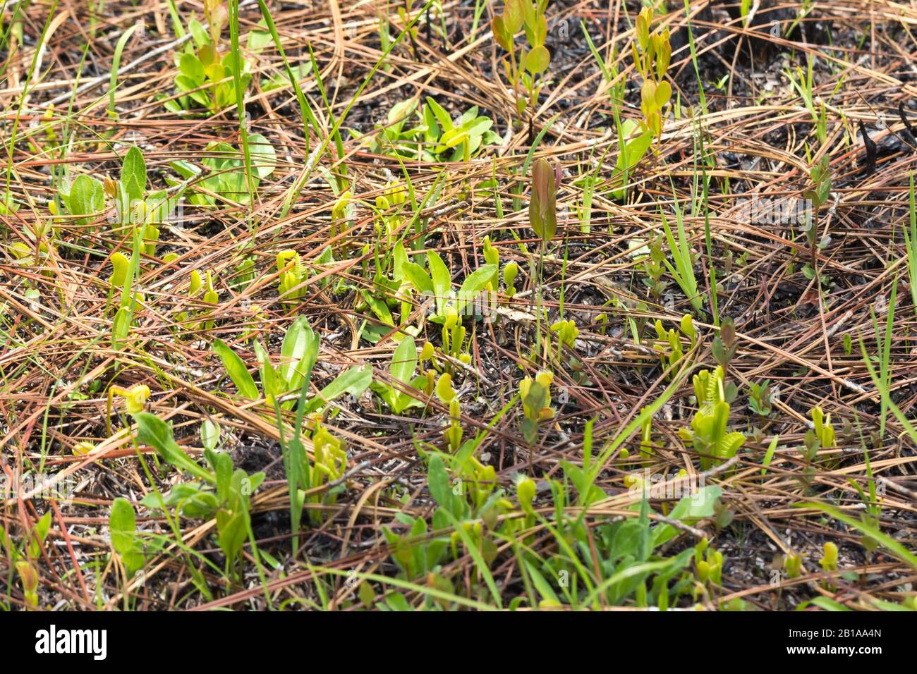 Venus Fly Trap (Dionaea muscipula) in North Carolina Stock Photo