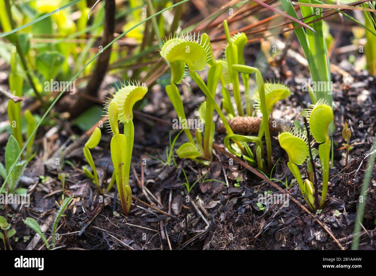 Venus Fly Trap (Dionaea muscipula) in North Carolina Stock Photo