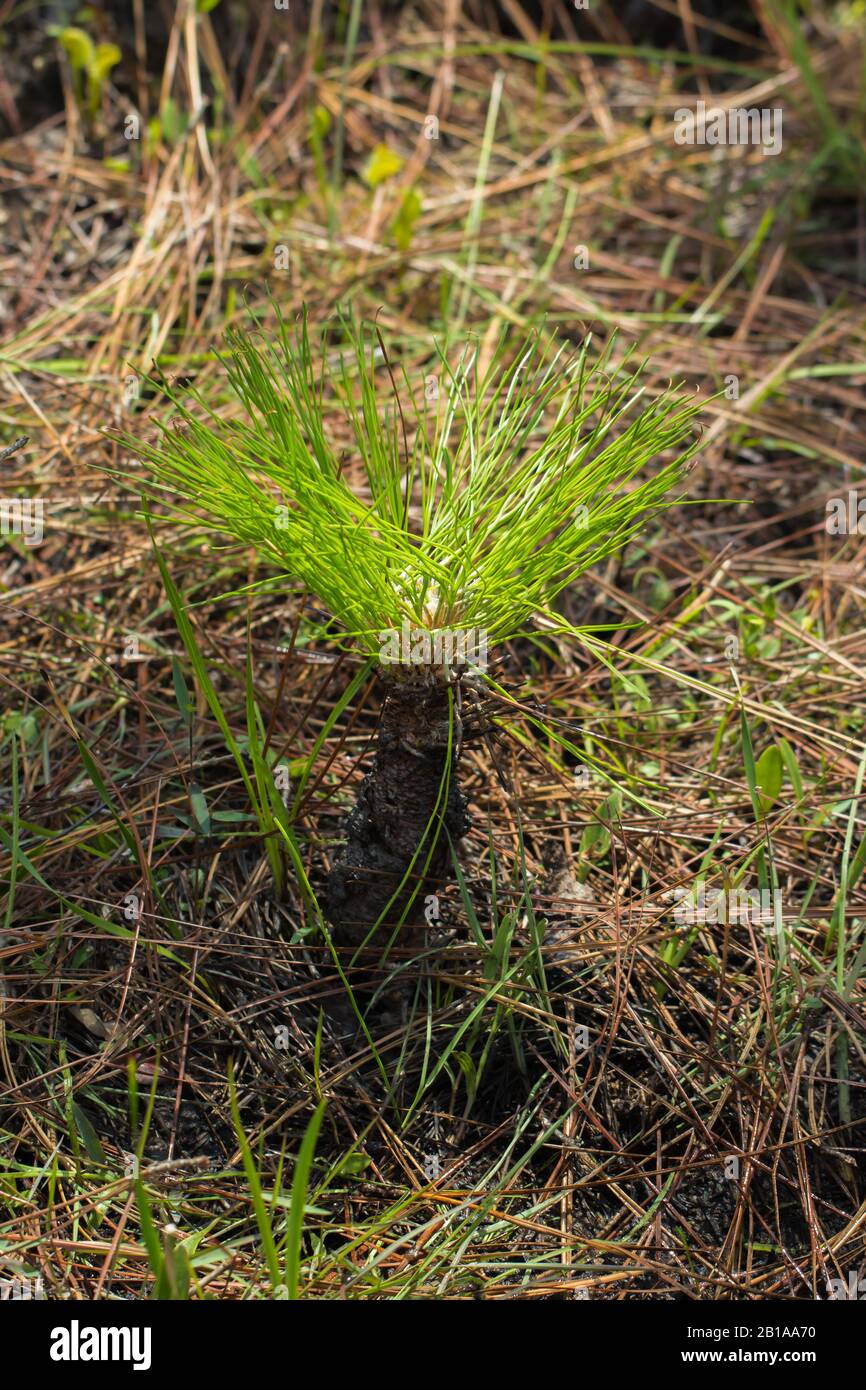 Long Leaf Pine (Pinus palustris) in North Carolina Stock Photo