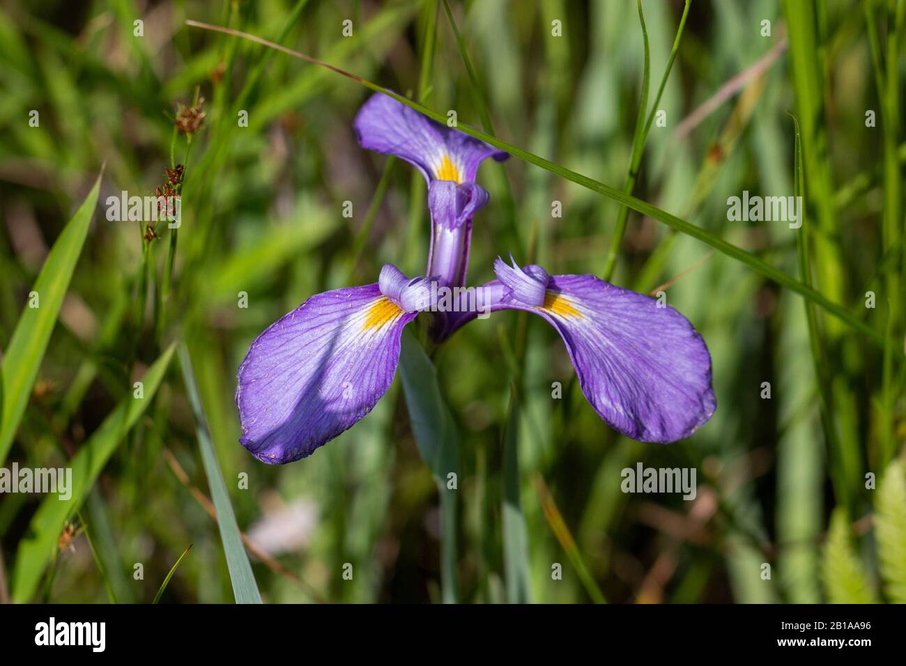 The violet flower of Iris virginica in natural habitat in Virginia, USA Stock Photo