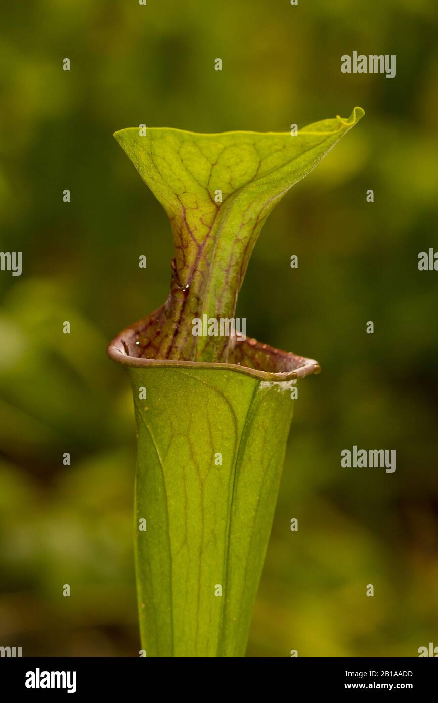 Sarracenia oreophila in Alabama Stock Photo