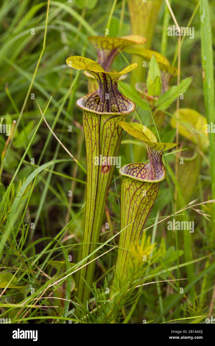 Sarracenia oreophila in Alabama Stock Photo