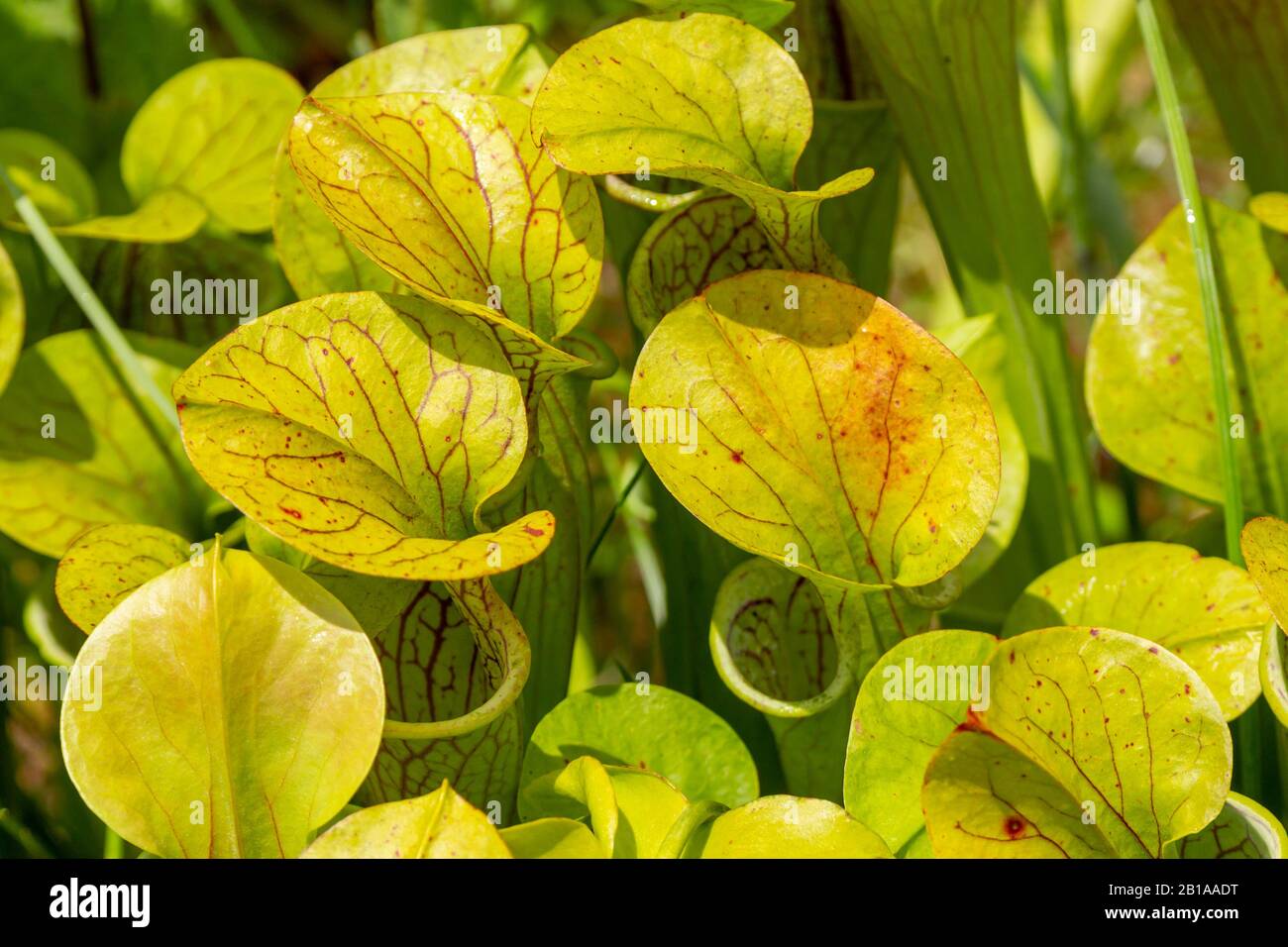 Sarracenia oreophila in Alabama Stock Photo