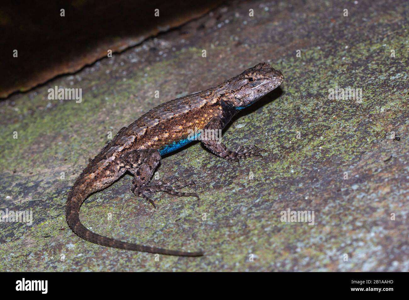 Lizard at Little River Canyon, Alabama, USA Stock Photo