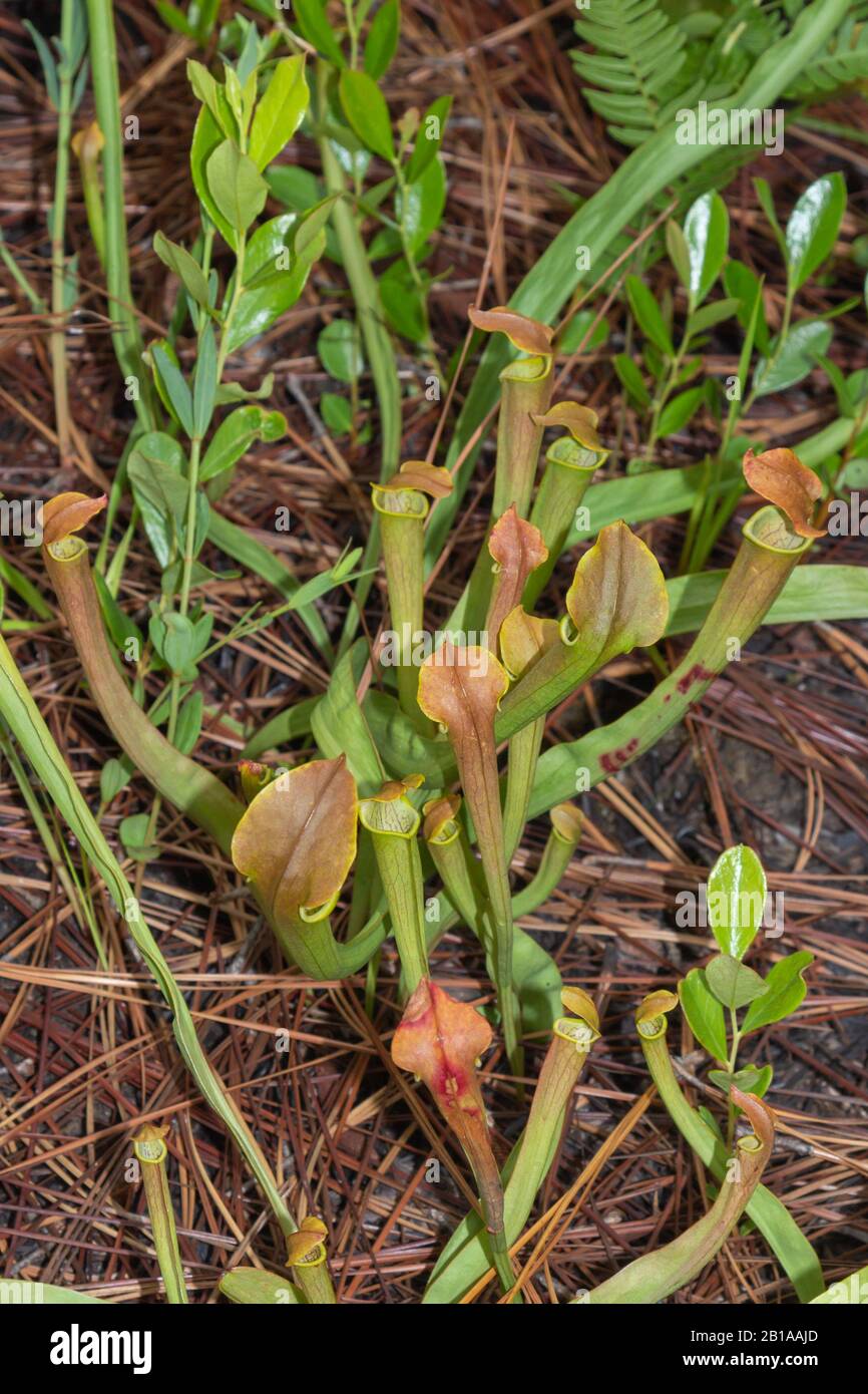 Sarracenia alabamensis in Alabama Stock Photo