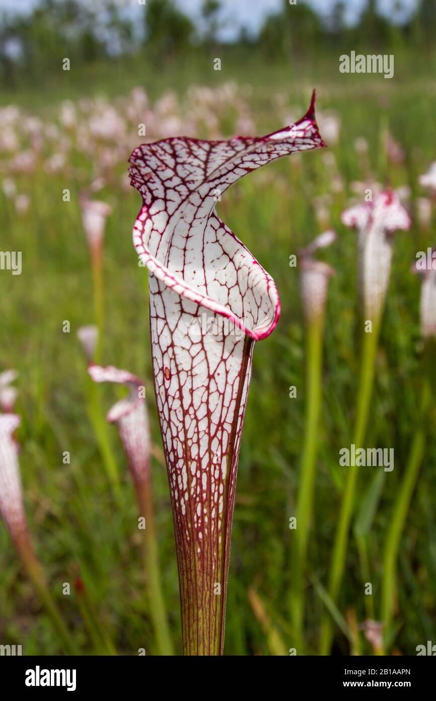 Sarracenia leucophylla at Splinter Hill Bog, Alabama Stock Photo Alamy