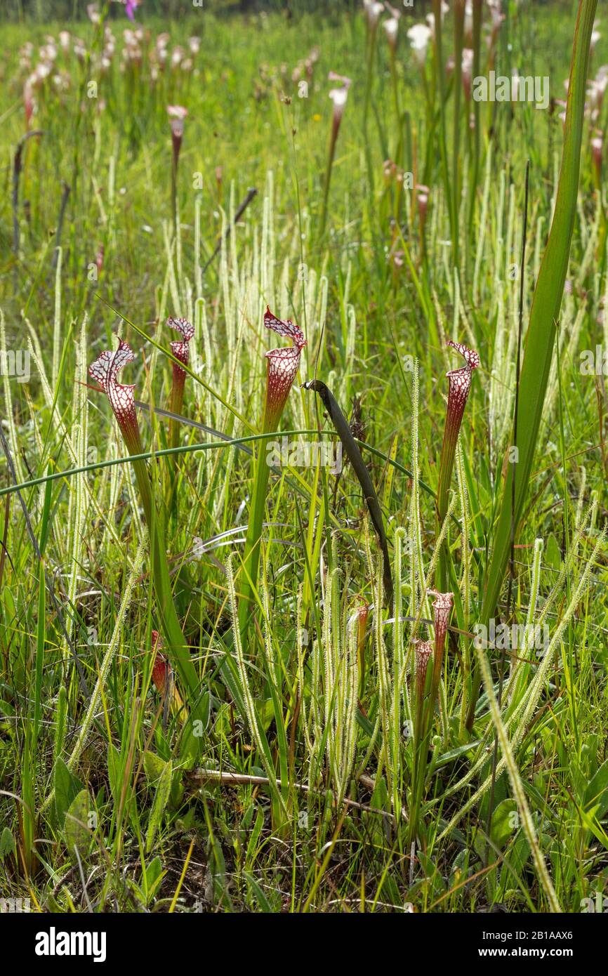 Sarracenia leucophylla and Drosera tracyi at Splinter Hill Bog, Alabama