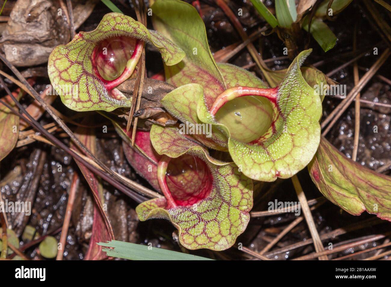 Sarracenia purpurea ssp. venosa var. burkii at Splinter Hill Bog, Alabama Stock Photo