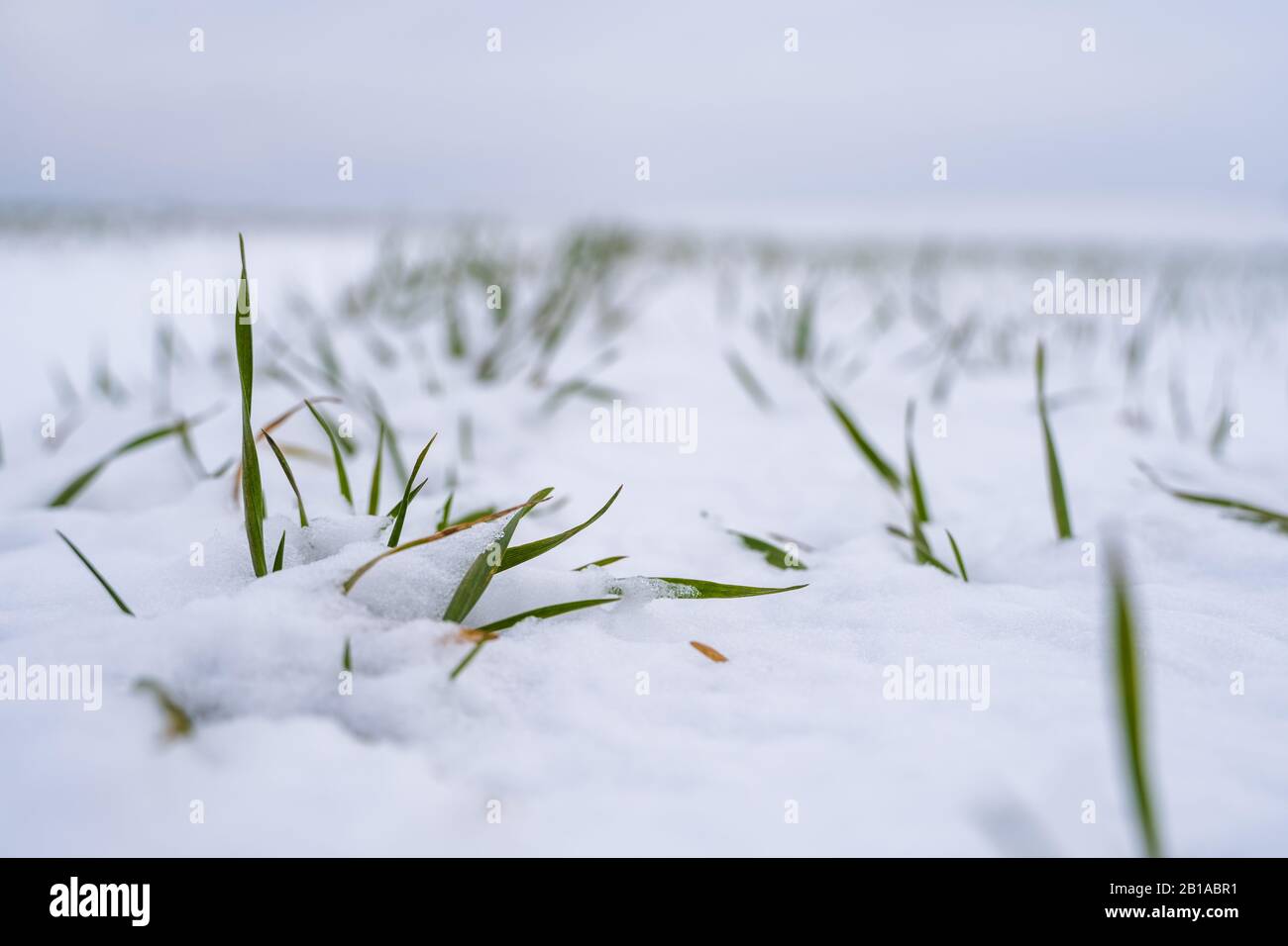 Grains landscape color farm farming field grain wheat hires stock photography and images Alamy