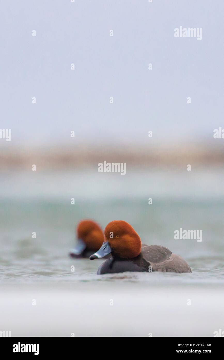 Redhead, Aythya americana, duck wintering on Lake St. Clair, part of the Great Lakes system between Lake Huron and Lake Erie, Michigan, USA Stock Photo