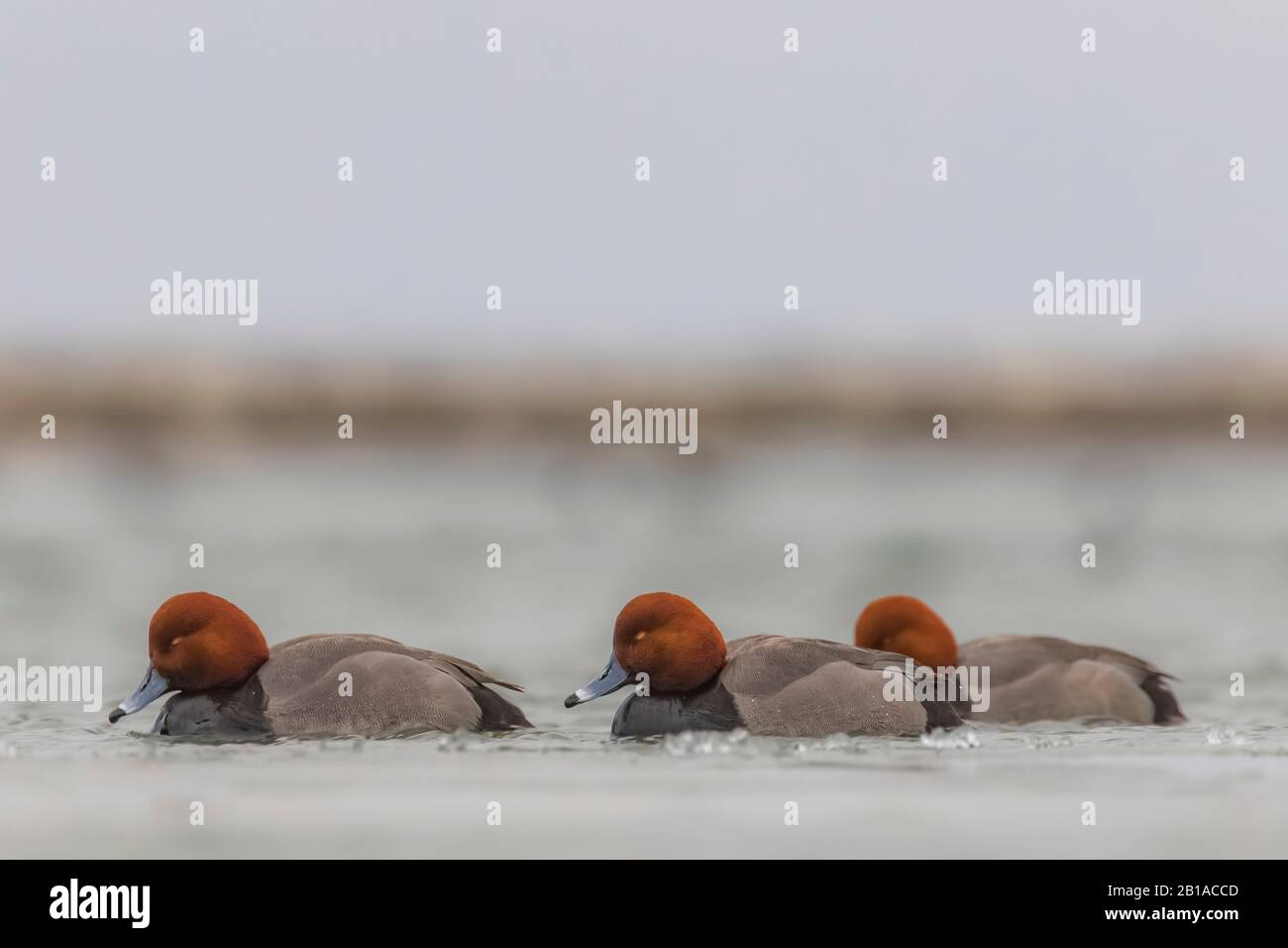Redhead, Aythya americana, duck sleeping while wintering on Lake St. Clair, part of the Great Lakes system between Lake Huron and Lake Erie, Michigan, Stock Photo