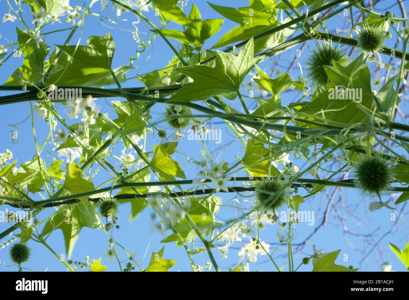 Photos of Wild Cucumber plants (California manroot, Marah Fabacea, Marah) in Ojai, California. Stock Photo