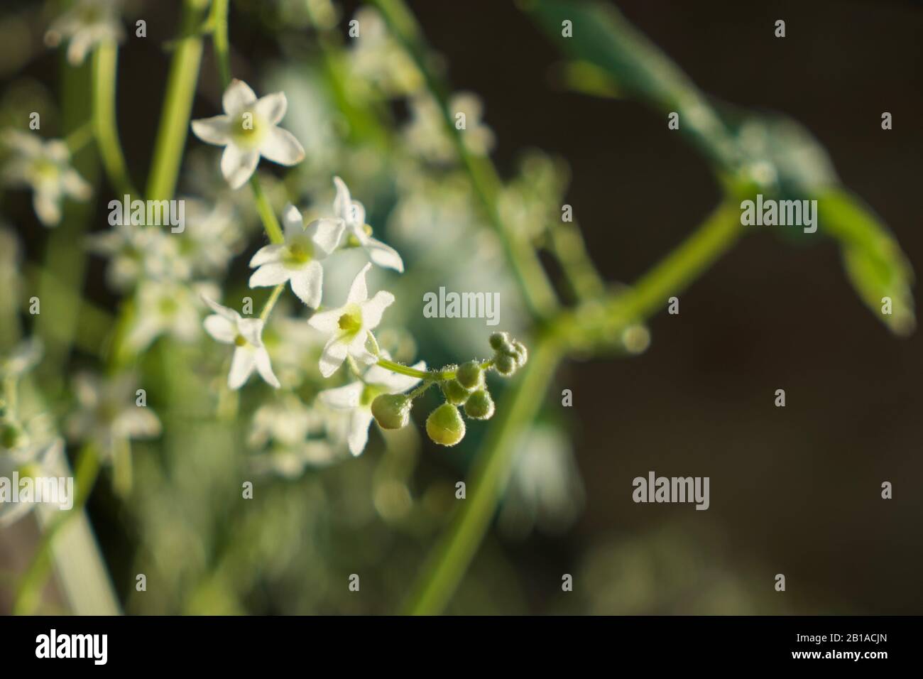 Photos of Wild Cucumber plants (California manroot, Marah Fabacea, Marah) in Ojai, California. Stock Photo