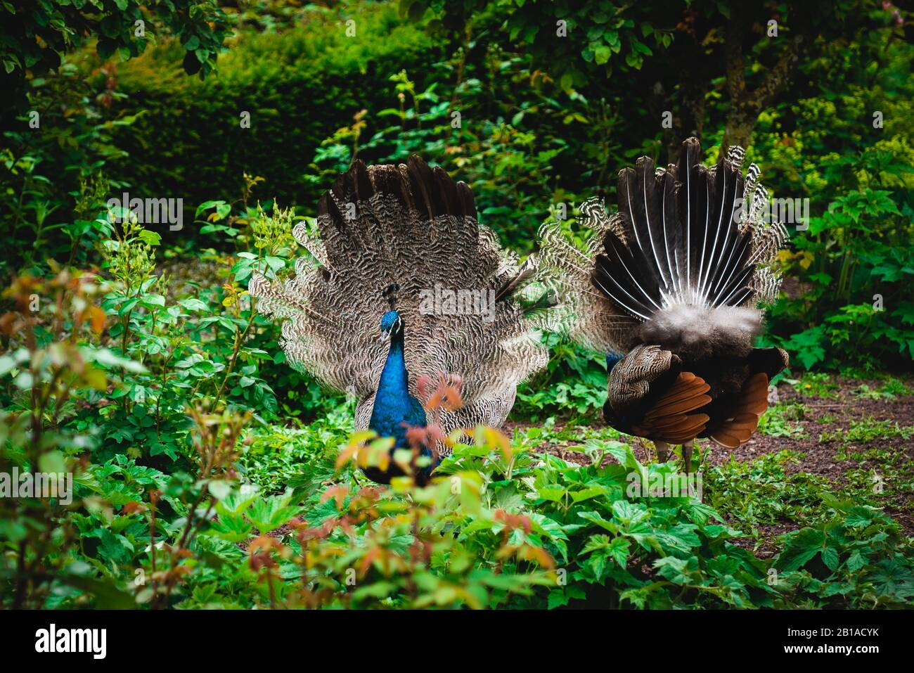 Congo peafowl hires stock photography and images Alamy