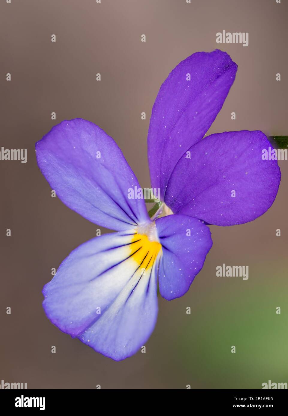 Viola tricolor, also known as Johnny Jump up, heartsease, heart's ease, heart's delight, tickle-my-fancy, Jack-jump-up-and-kiss-me, come-and-cuddle-me Stock Photo