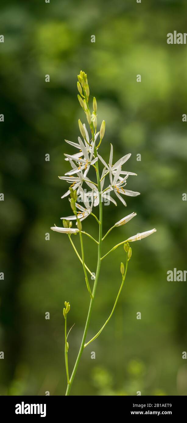 bunch of white st Bernard's lily (anthericum liliago) flowers, panorama detail Stock Photo