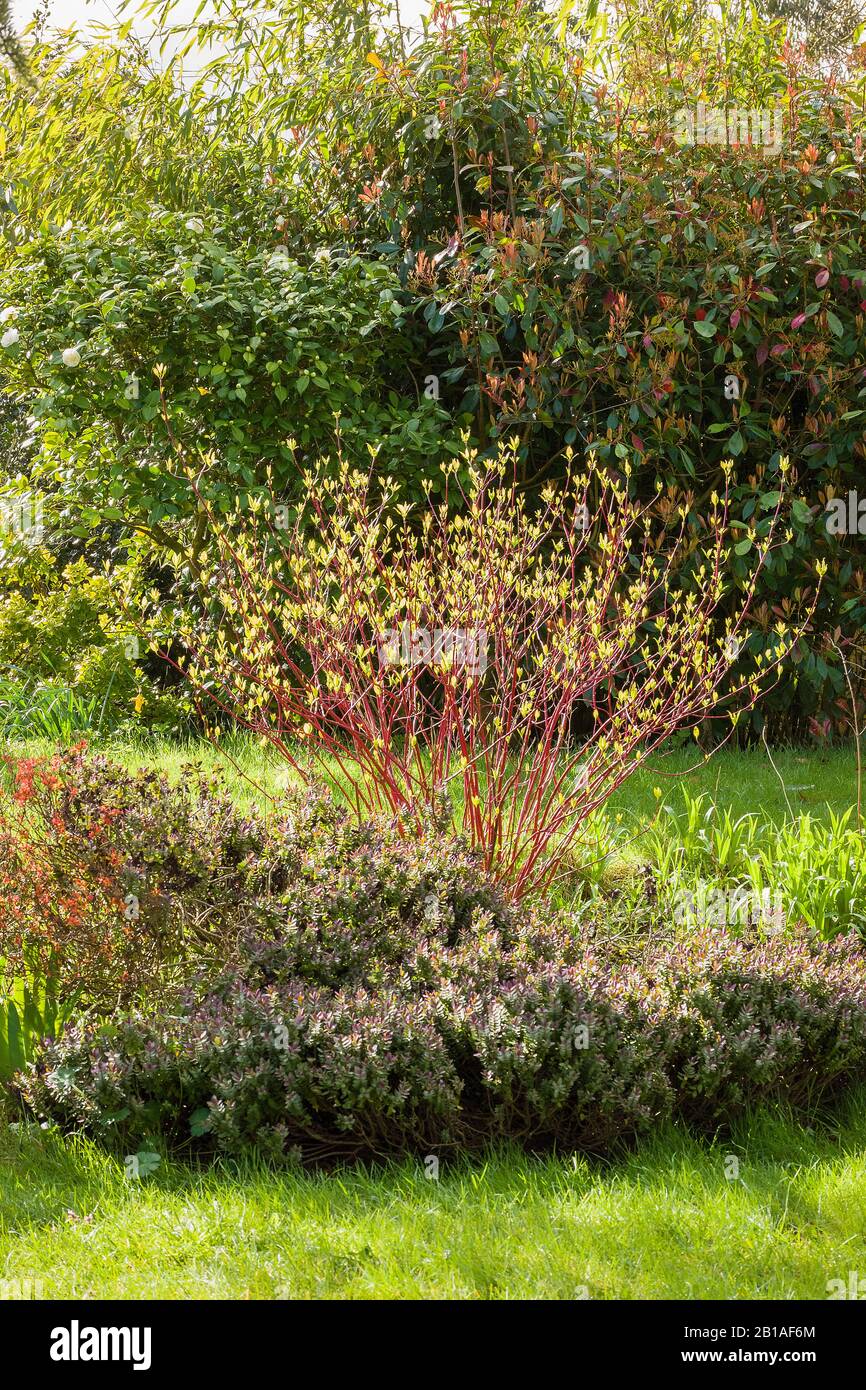 First signs of new growth on a red stemmed dogwood in an English garden Stock Photo