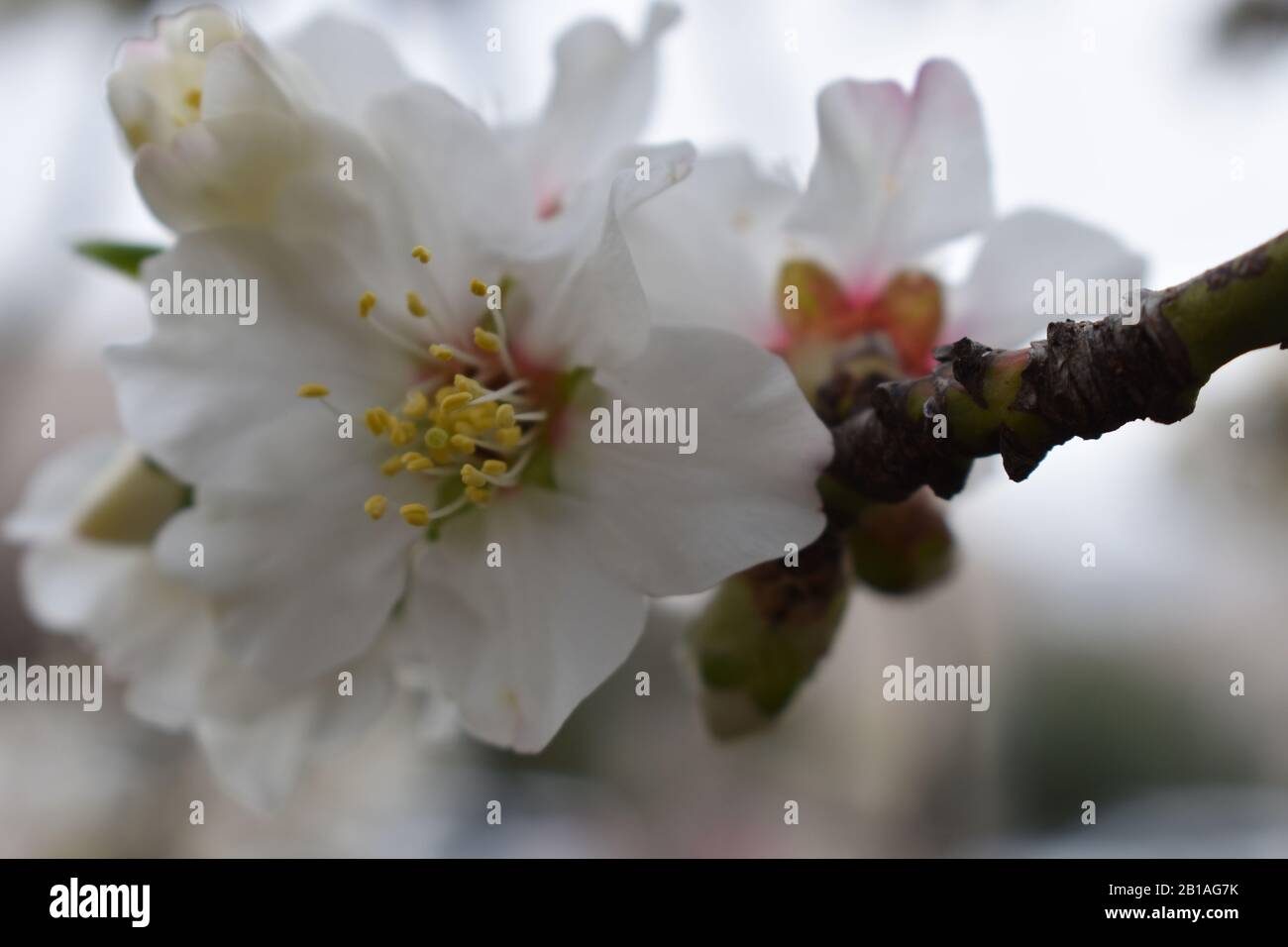 Twig style hi-res stock photography and images - Alamy
