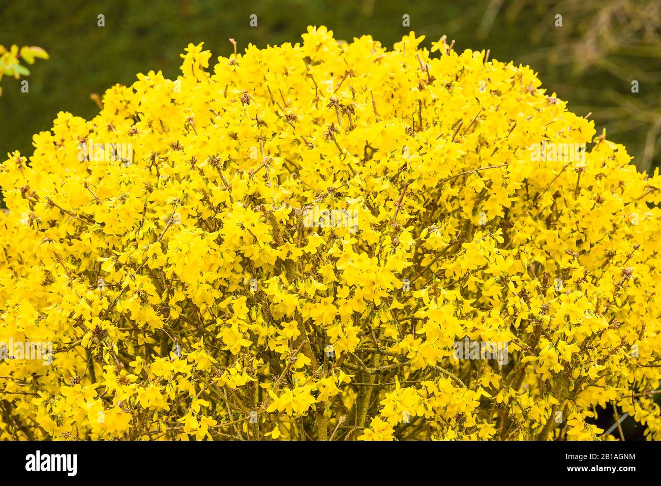 A golden dome of bright yellow florets characterise this lovely well-shaped Forsythia shrub in Spring in an English garden Stock Photo