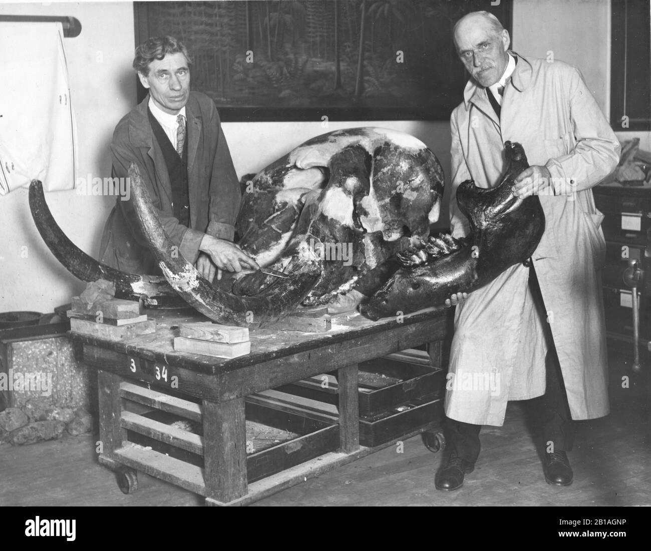 Palaentologist and geologist Dr. Oliver C(ummings) Farrington, right, (1864-1933) and Professor Abbot, of the Chicago (Illinois) Field Museum of Natural History, examine the skull of a young Mastodon that had roamed the jungles of Indiana 20,000 years ago. Dr. Farrington wrote extensively about his specialties. To see my related vintage images, Search:  Prestor  vintage  writer Stock Photo