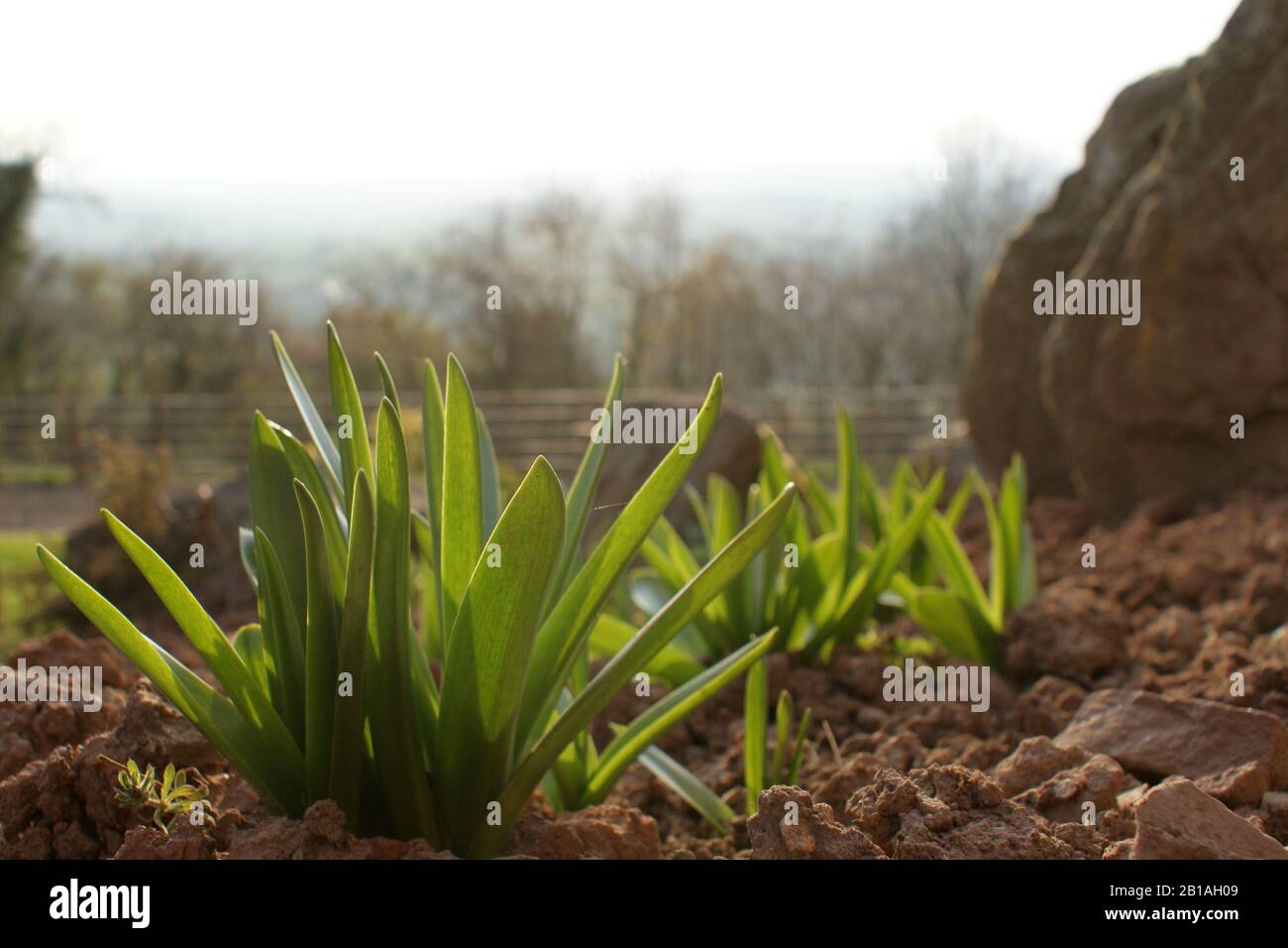 Plants in rockery Stock Photo - Alamy