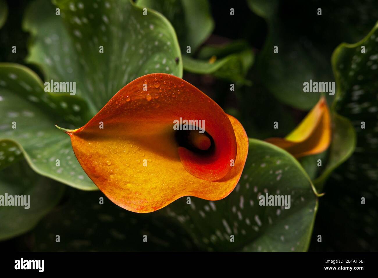 Arum Lily (Zantedeschia pentlandii) hybrid 3 Stock Photo