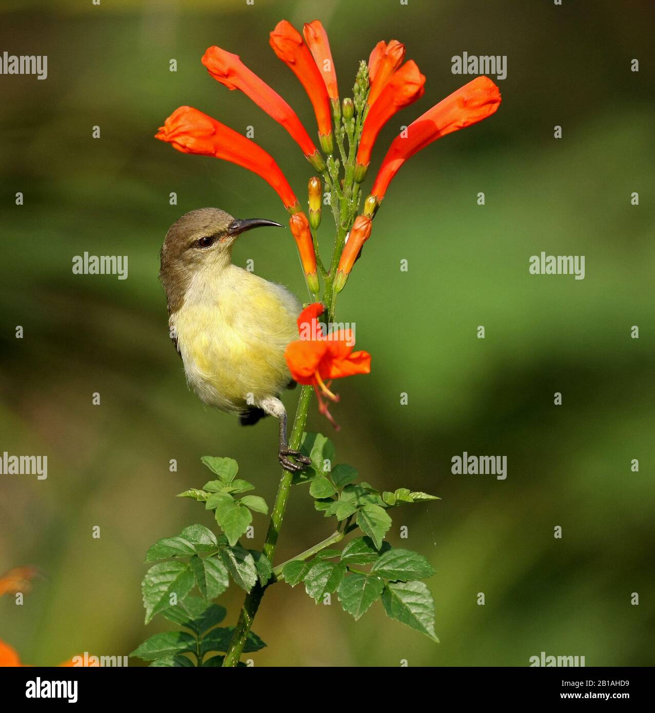 A female Purple-rumped Sunbird sitting on the branch of a beautiful flowering plant - photographed in an urban park in Bangalore (India) Stock Photo