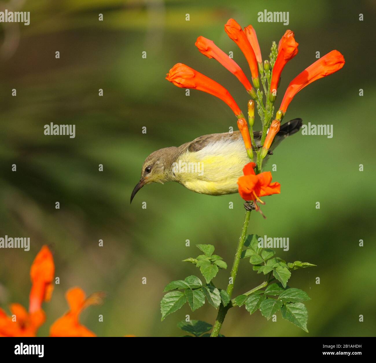 A female Purple-rumped Sunbird sitting on the branch of a beautiful flowering plant - photographed in an urban park in Bangalore (India) Stock Photo