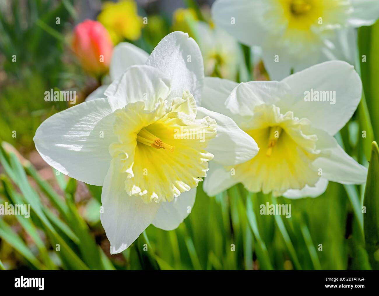 Follies garden hires stock photography and images Alamy