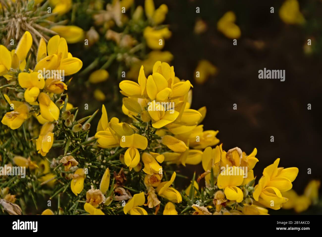 Bright yellow gorse flowers and thorns, close up ulex Stock Photo Alamy