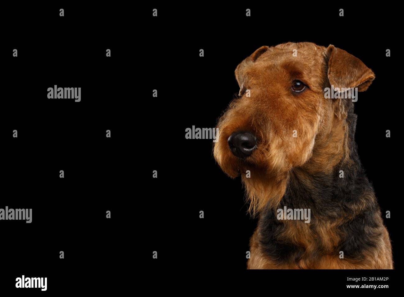 are airedales dangerous