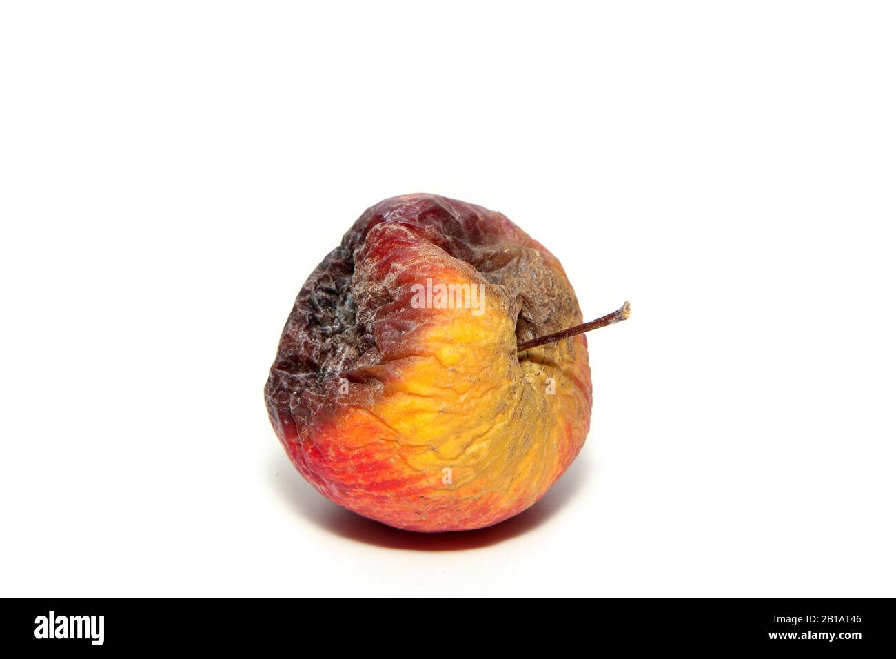 One rotten and uneatable apple. Isolated on a white background. Stock Photo