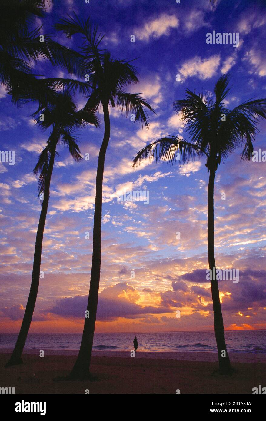 Bermuda. Elbow Beach sunrise with silhouette of coconut palm trees and