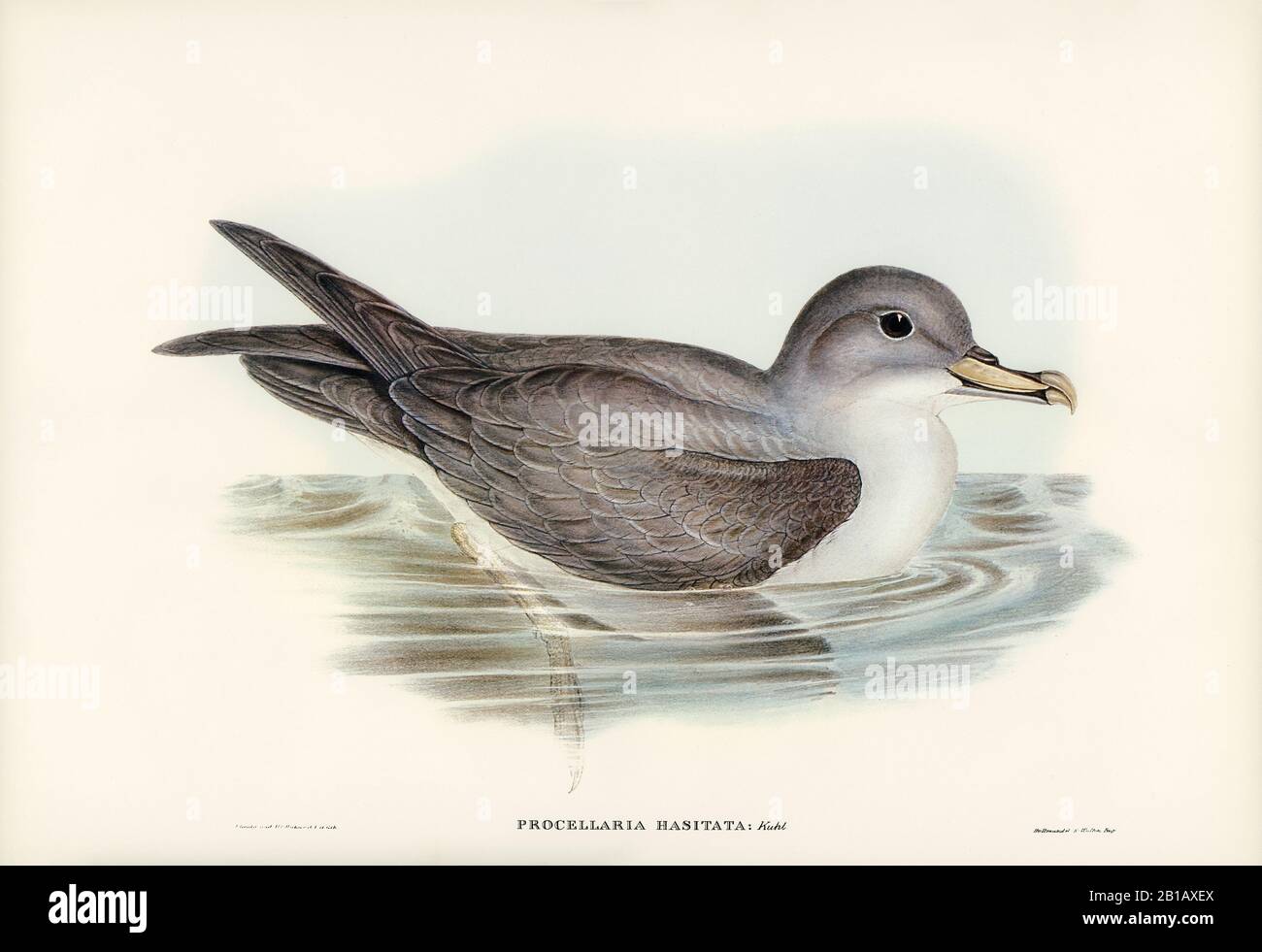 A vintage illustration featuring birds Stock Photo - Alamy