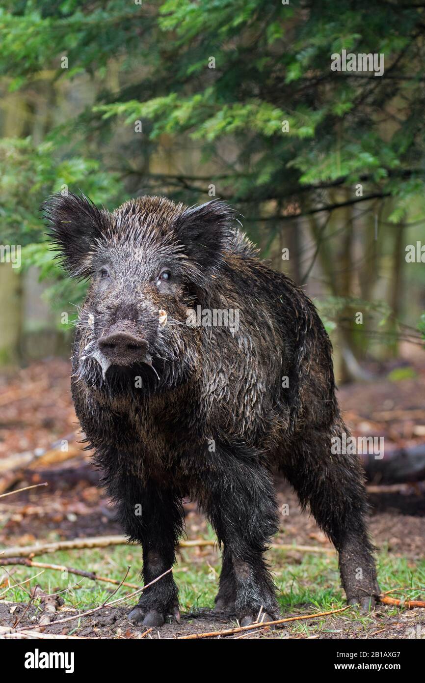 Wild boar (Sus scrofa) male foaming at the mouth and releasing pheromones in pine forest Stock Photo