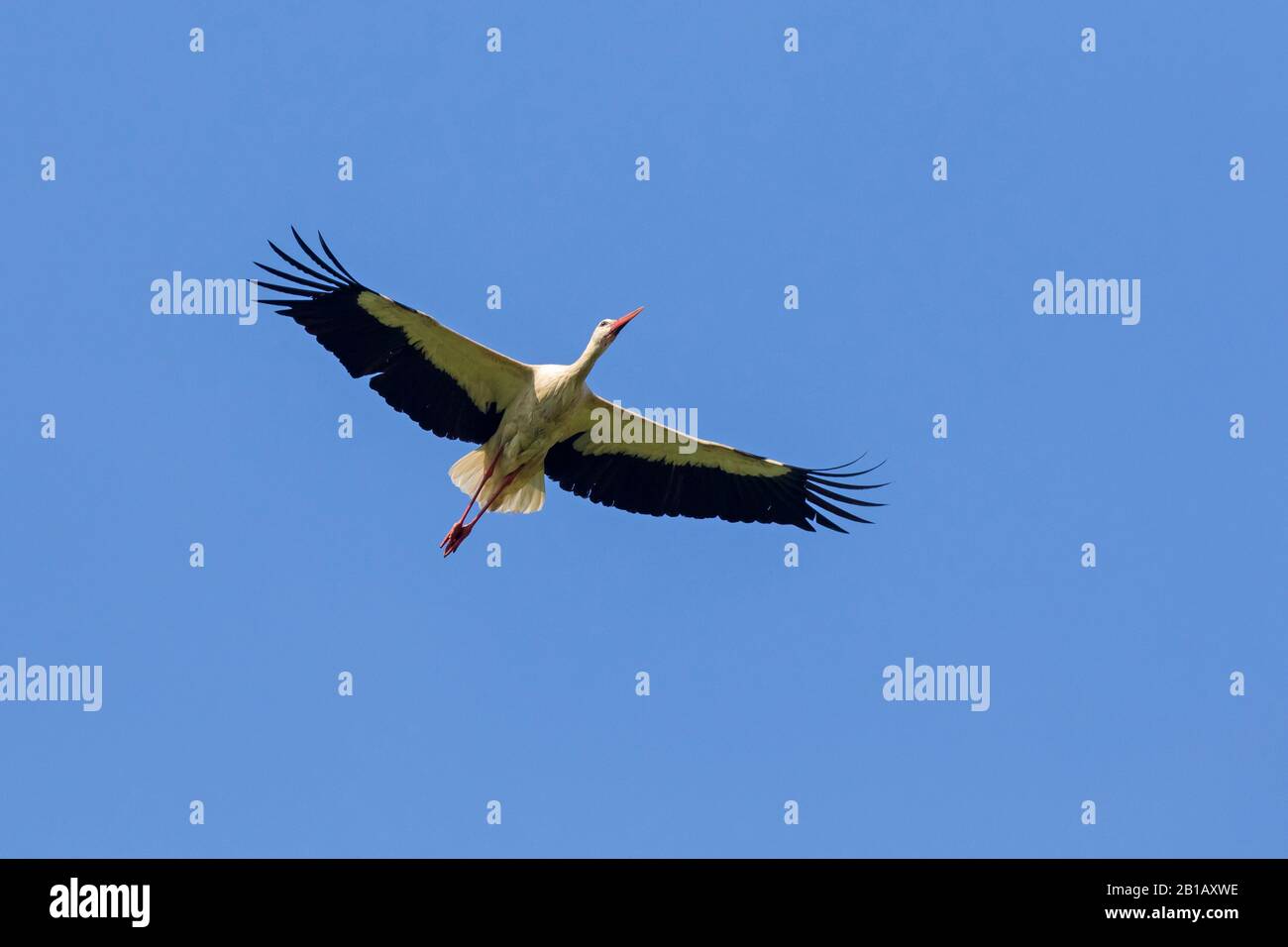 White stork (Ciconia ciconia) in flight soaring against blue sky in spring Stock Photo
