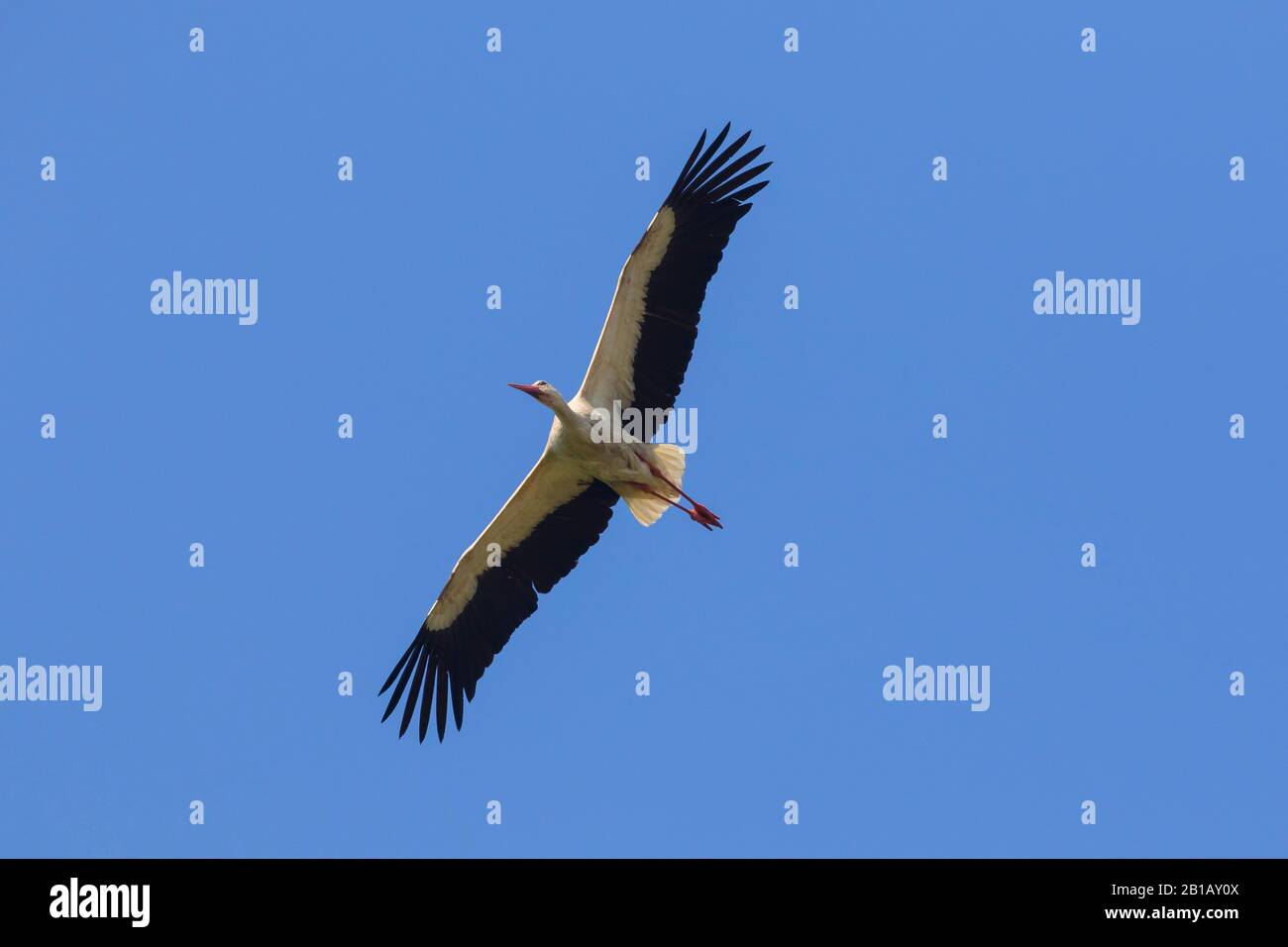 White stork (Ciconia ciconia) in flight soaring against blue sky in spring Stock Photo