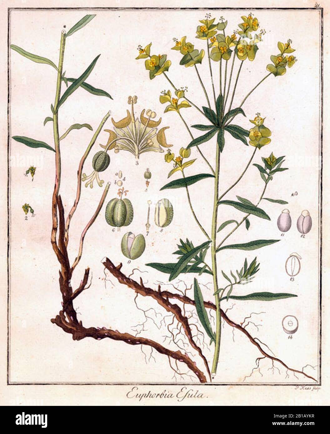 Friedrich Gottlob Hayne18 Stock Photo Alamy