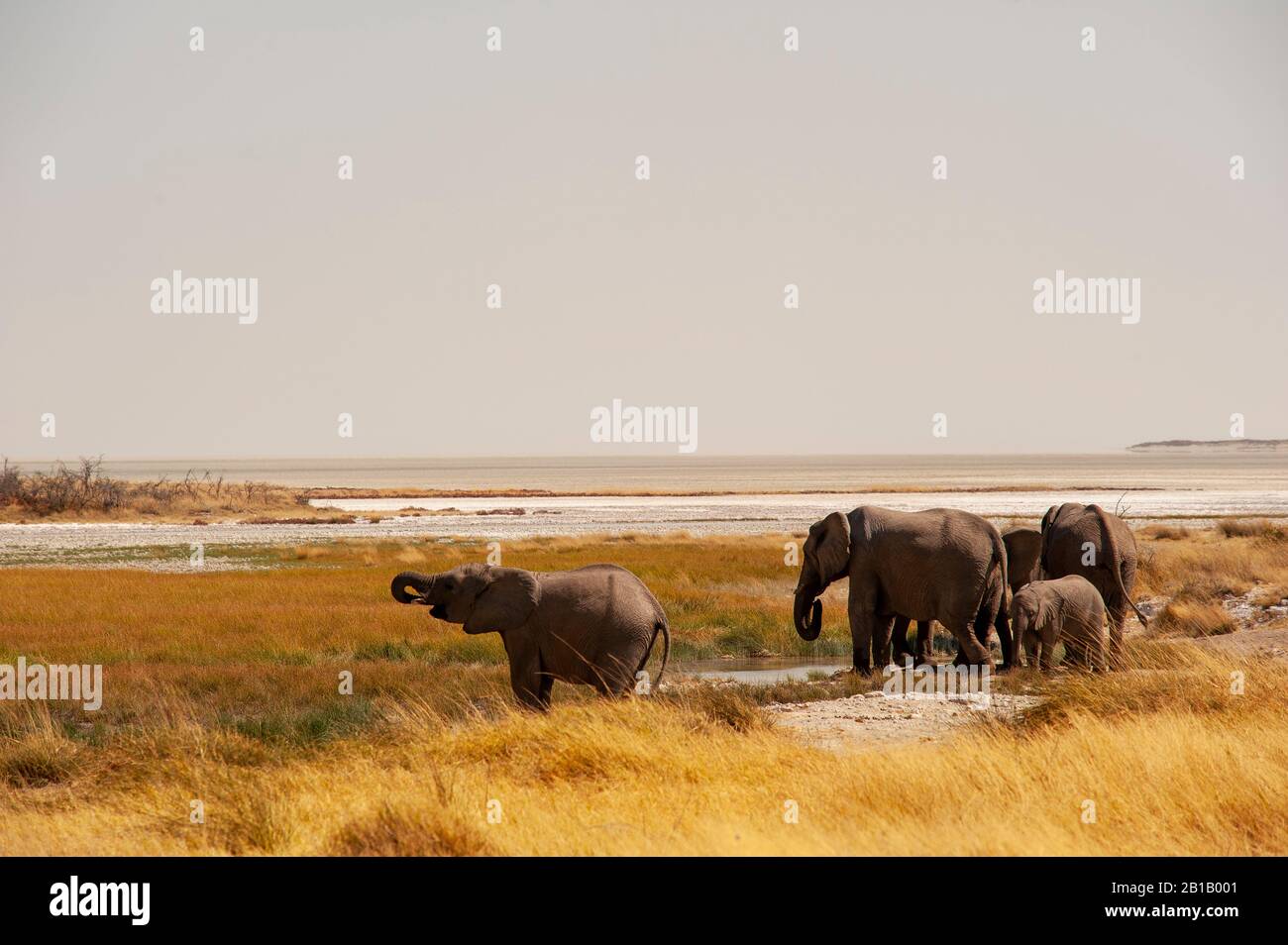 Elephant herd drinking at Okerfontein waterhole, Etosha National Park, Namibia Stock Photo