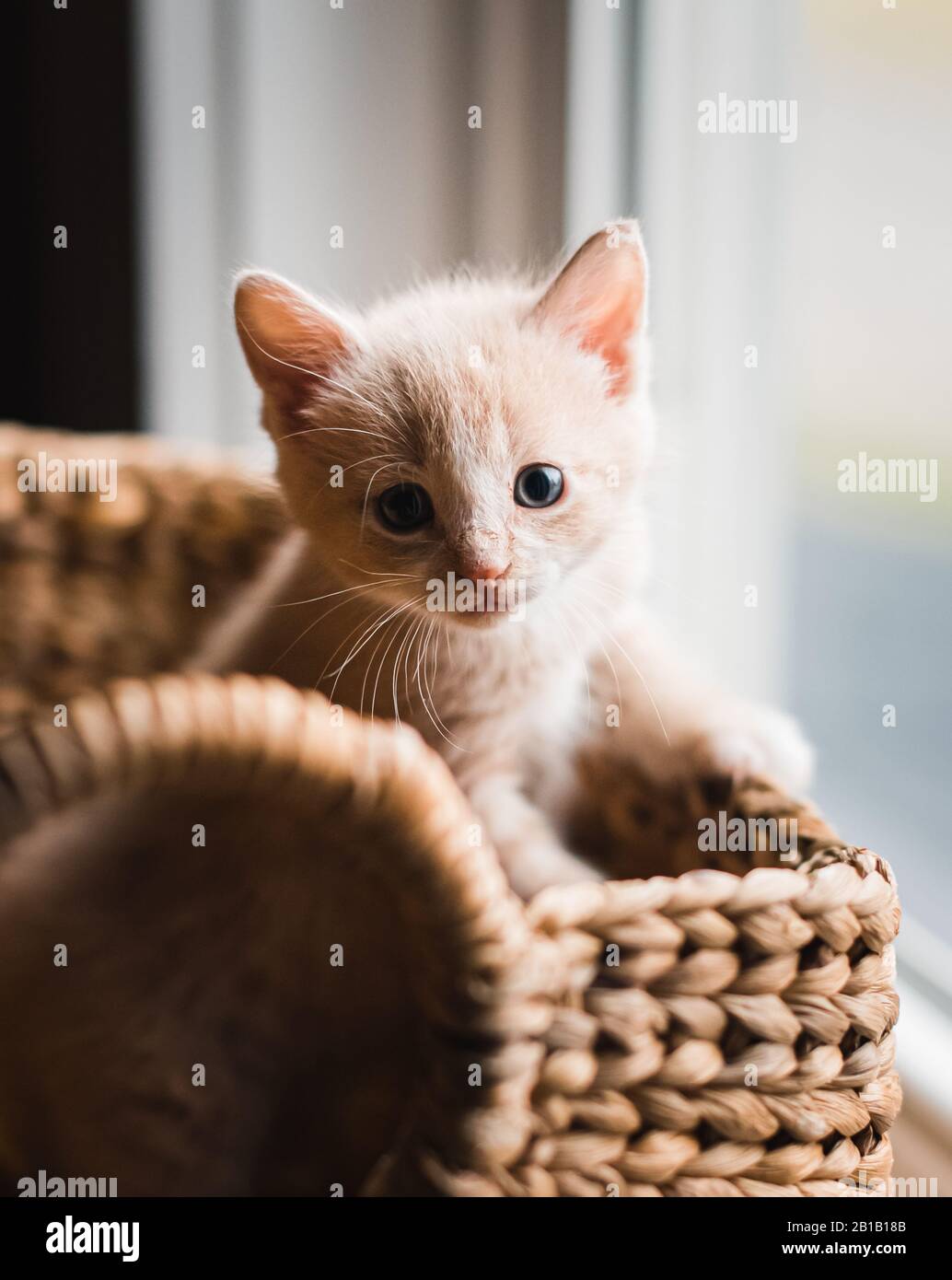 Kittens climbing out of box hot sale