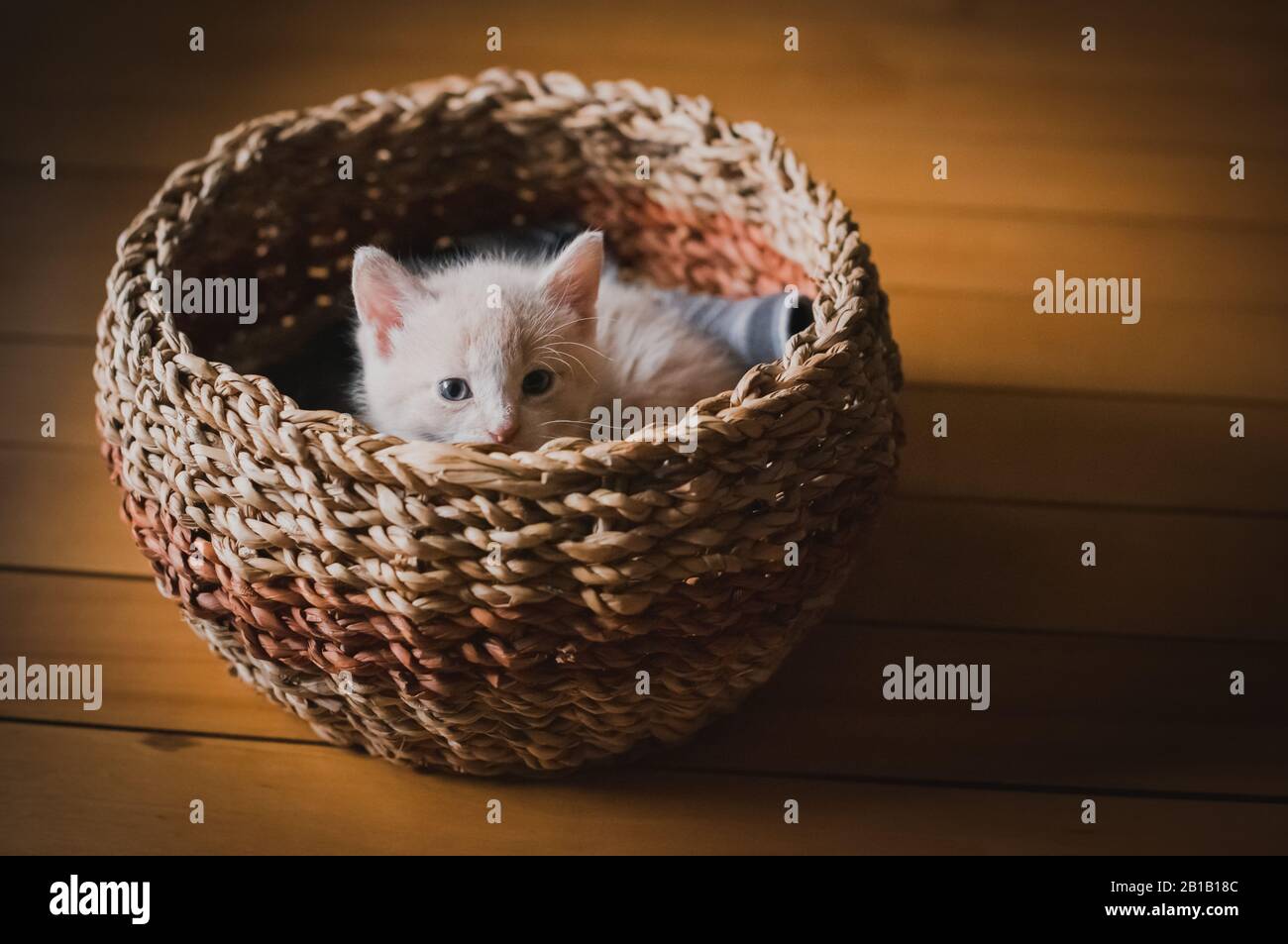 Cute tan kitten peeking out over the top of a wicker basket. Stock Photo