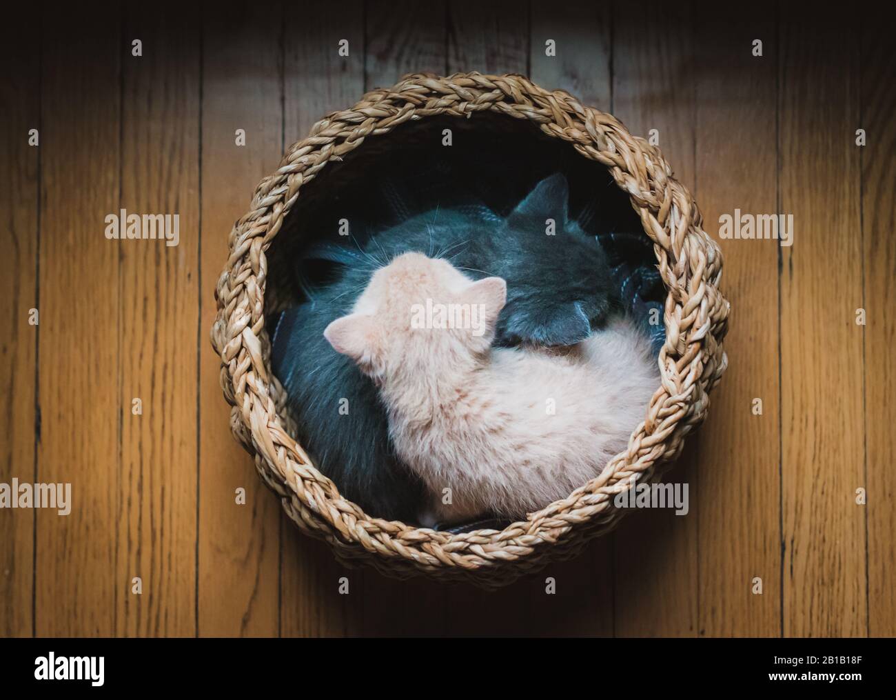 Two kittens curled up asleep together in a basket on the floor. Stock Photo
