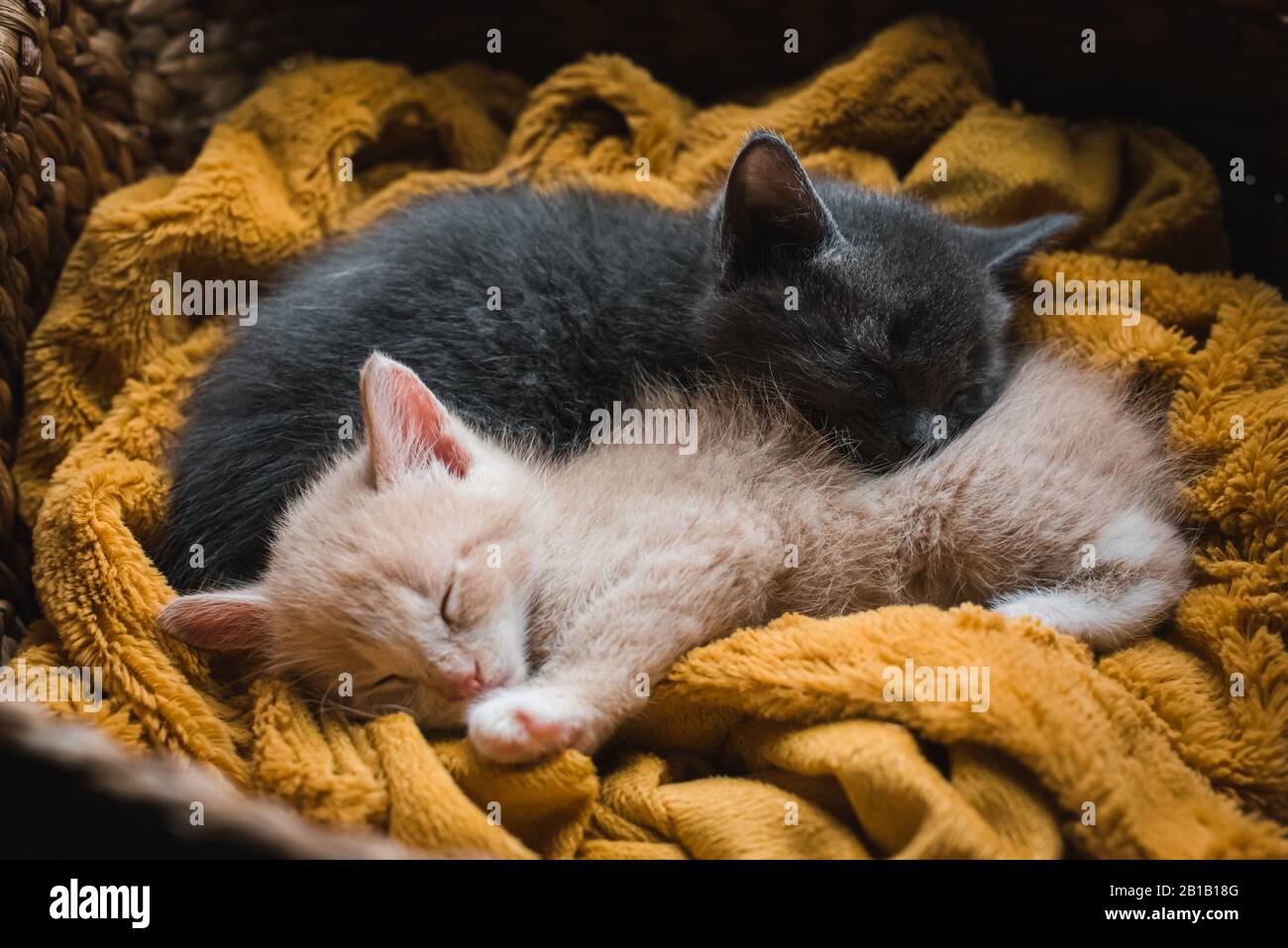 Two kittens curled up asleep together on a blanket in a wicker basket. Stock Photo