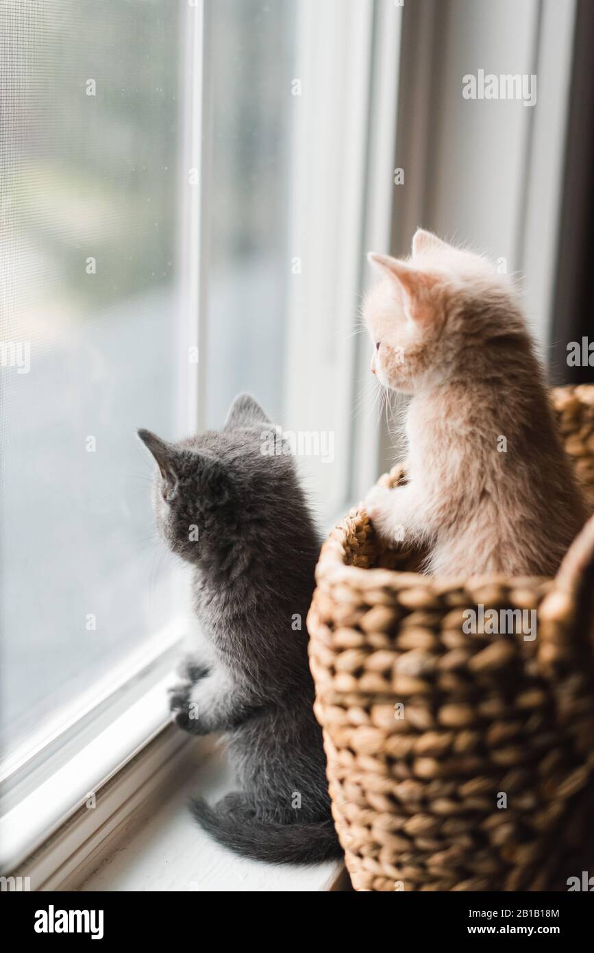 Two cute kittens looking out of a window from a wicker basket. Stock Photo