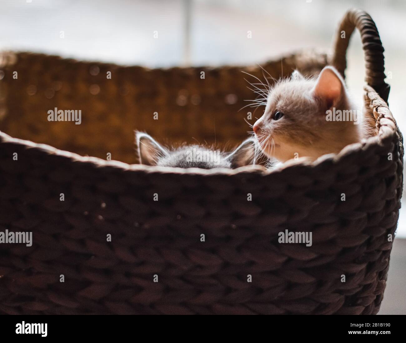 Two cute kittens peeking over the edge of a wicker basket. Stock Photo