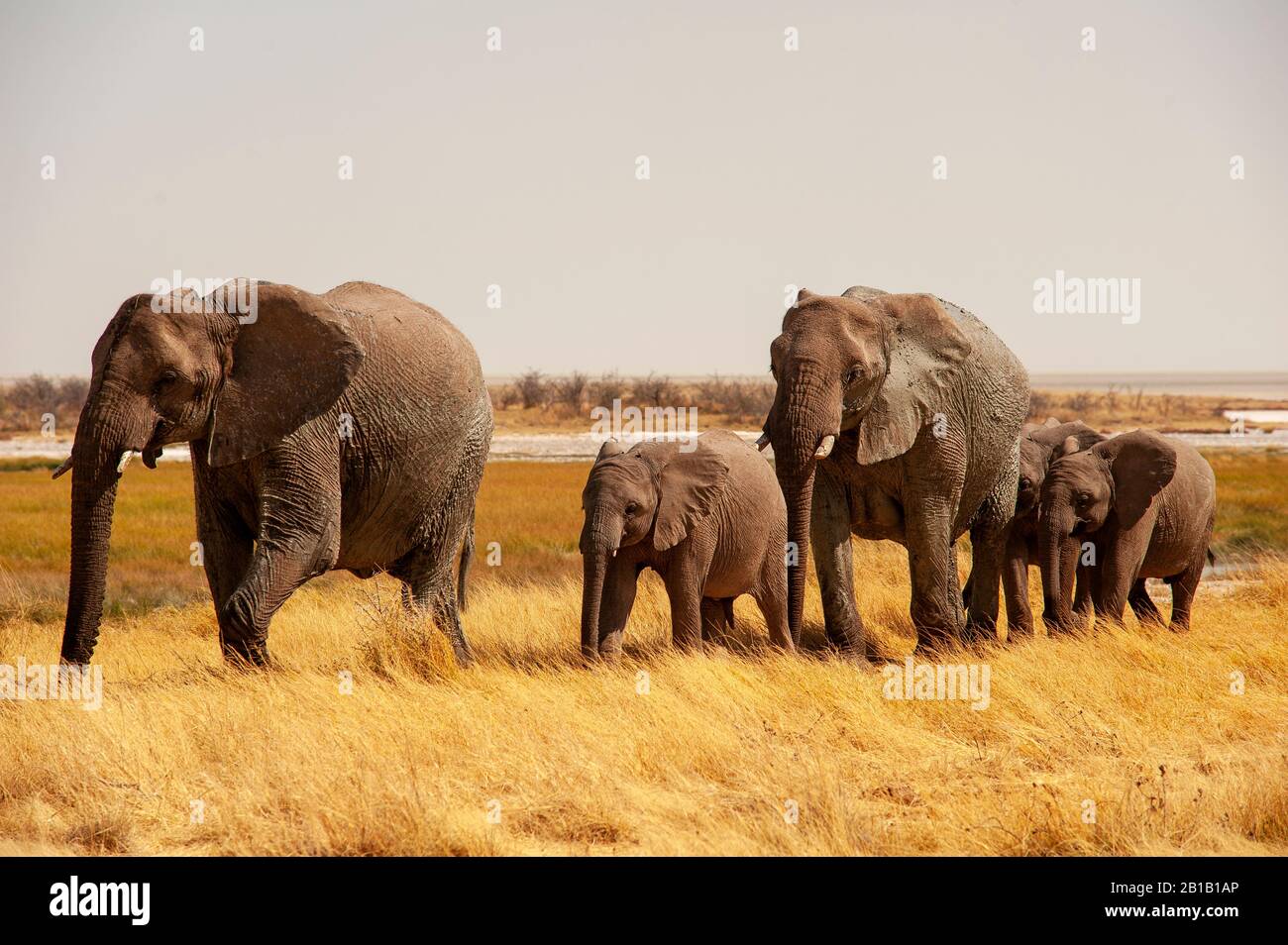 Elephant herd near Okerfontein waterhole, Etosha National Park, Namibia Stock Photo